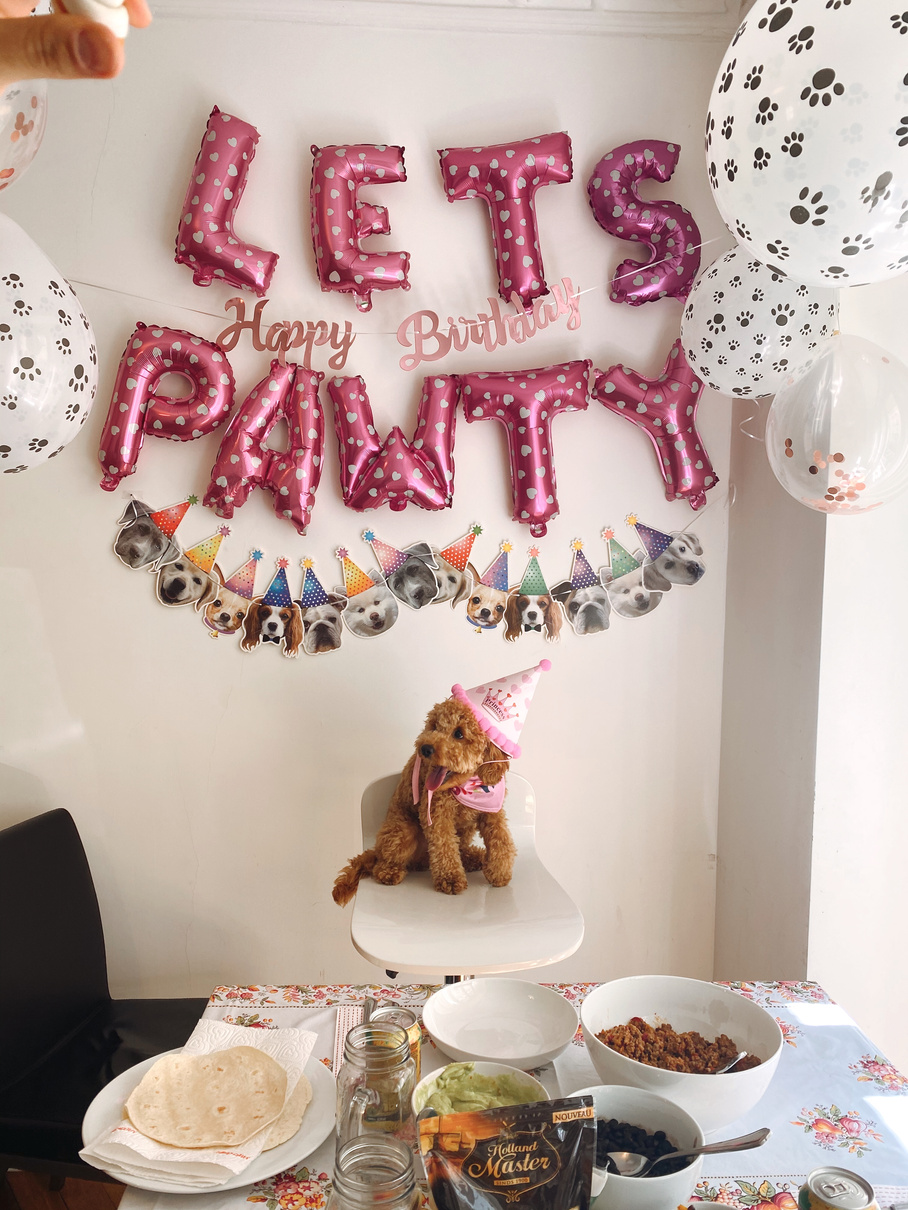 A Dog Party Celebration